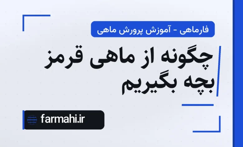 چگونه از ماهی قرمز بچه بگیریم