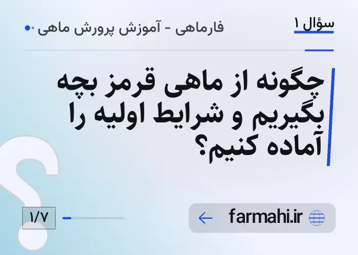 چگونه از ماهی قرمز بچه بگیریم و شرایط اولیه را آماده کنیم؟