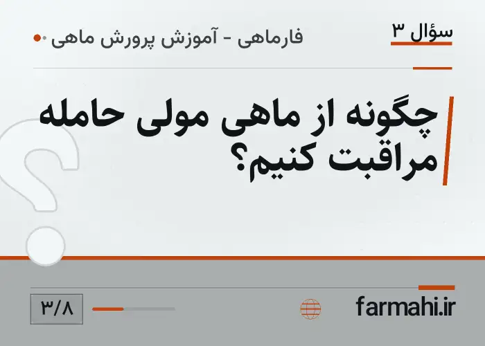 چگونه از ماهی مولی حامله مراقبت کنیم؟
