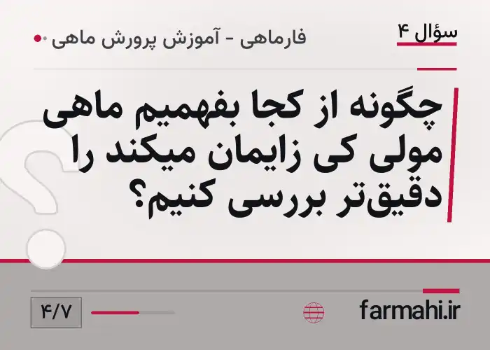 چگونه از کجا بفهمیم ماهی مولی کی زایمان میکند را دقیق‌تر بررسی کنیم؟