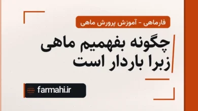 چگونه بفهمیم ماهی زبرا باردار است