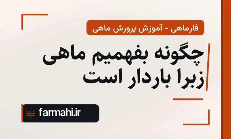 چگونه بفهمیم ماهی زبرا باردار است