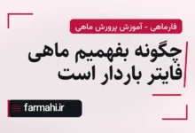 چگونه بفهمیم ماهی فایتر باردار است