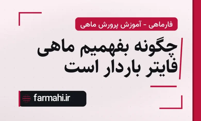 چگونه بفهمیم ماهی فایتر باردار است