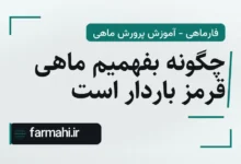 چگونه بفهمیم ماهی قرمز باردار است