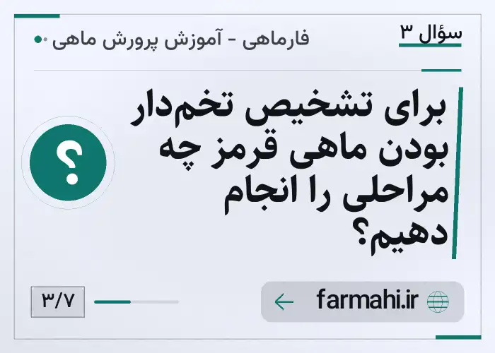 برای تشخیص تخم‌دار بودن ماهی قرمز چه مراحلی را انجام دهیم؟