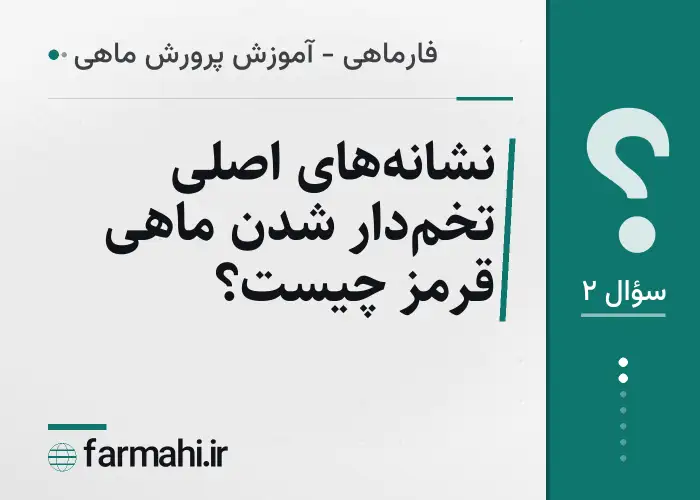 نشانه‌های اصلی تخم‌دار شدن ماهی قرمز چیست؟