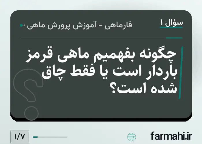 چگونه بفهمیم ماهی قرمز باردار است یا فقط چاق شده است؟