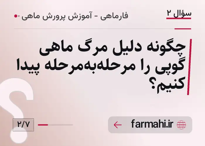چگونه دلیل مرگ ماهی گوپی را مرحله‌به‌مرحله پیدا کنیم؟