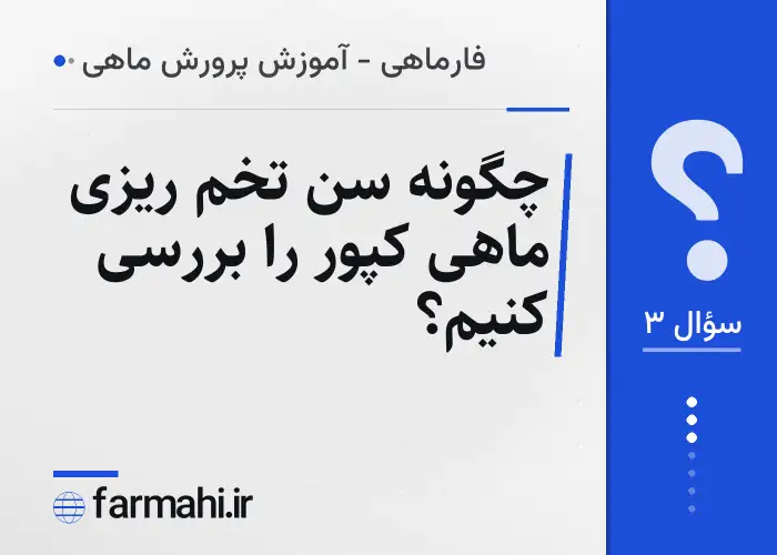چگونه سن تخم ریزی ماهی کپور را بررسی کنیم؟