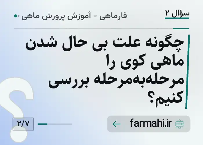 چگونه علت بی حال شدن ماهی کوی را مرحله‌به‌مرحله بررسی کنیم؟