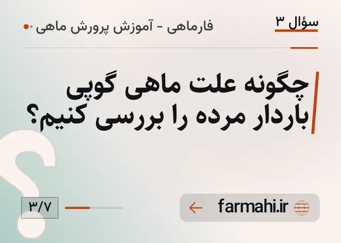 چگونه علت ماهی گوپی باردار مرده را بررسی کنیم؟