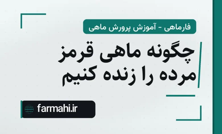 چگونه ماهی قرمز مرده را زنده کنیم
