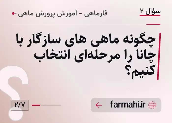 چگونه ماهی های سازگار با چانا را مرحله‌ای انتخاب کنیم؟