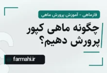 چگونه ماهی کپور پرورش دهیم؟