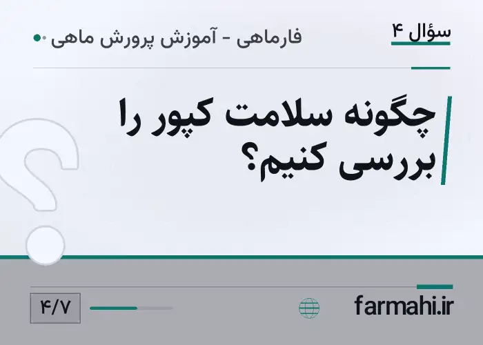 چگونه سلامت کپور را بررسی کنیم؟