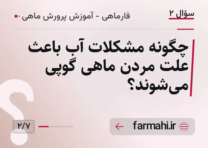 چگونه مشکلات آب باعث علت مردن ماهی گوپی می‌شوند؟