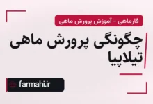 چگونگی پرورش ماهی تیلاپیا