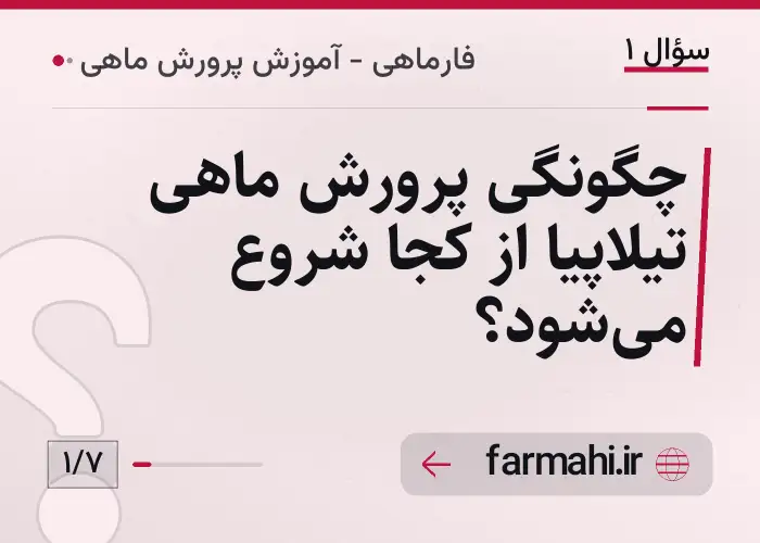 چگونگی پرورش ماهی تیلاپیا از کجا شروع می‌شود؟