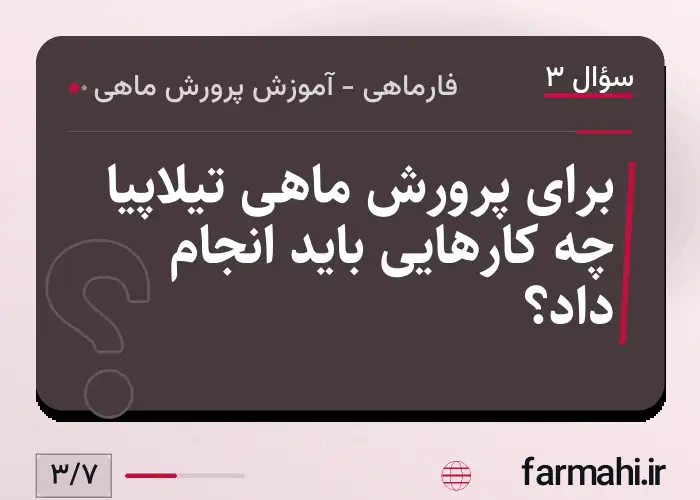 برای پرورش ماهی تیلاپیا چه کارهایی باید انجام داد؟