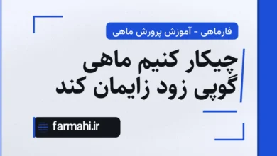 چیکار کنیم ماهی گوپی زود زایمان کند