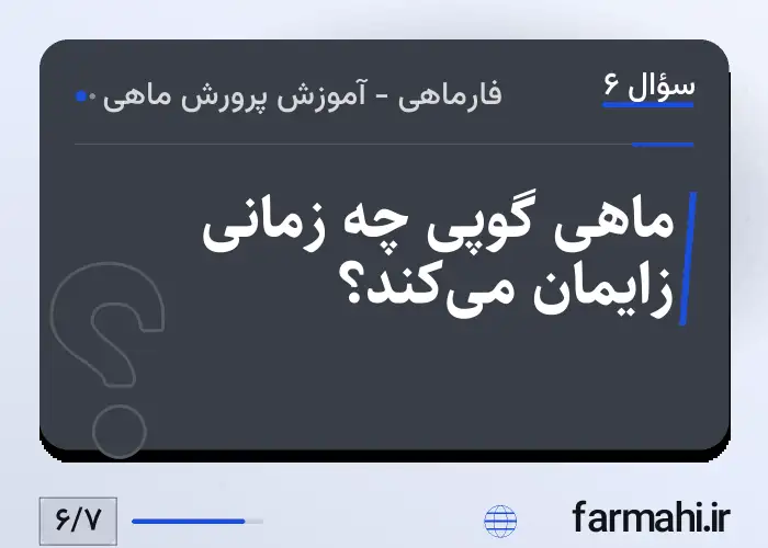 ماهی گوپی چه زمانی زایمان می‌کند؟