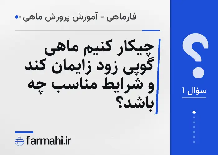 چیکار کنیم ماهی گوپی زود زایمان کند و شرایط مناسب چه باشد؟