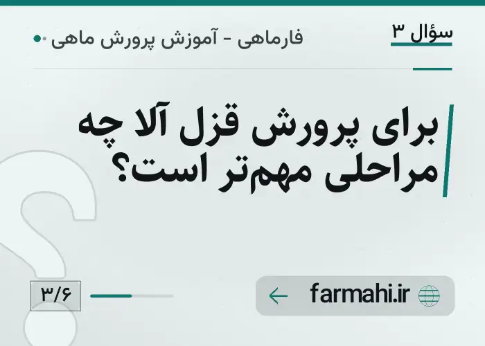 برای پرورش قزل آلا چه مراحلی مهم‌تر است؟
