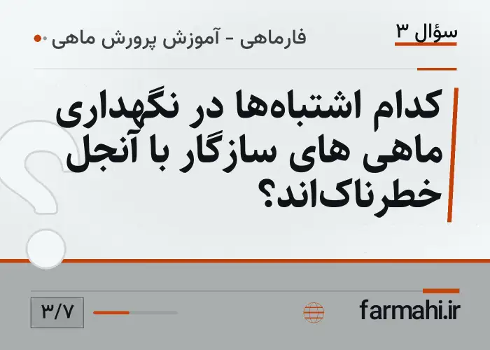 کدام اشتباه‌ها در نگهداری ماهی های سازگار با آنجل خطرناک‌اند؟