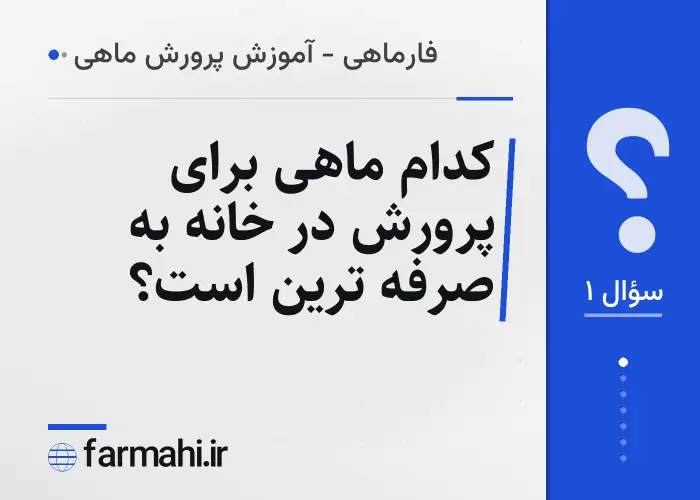 کدام ماهی برای پرورش در خانه به صرفه ترین است؟