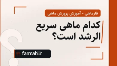 کدام ماهی سریع الرشد است؟