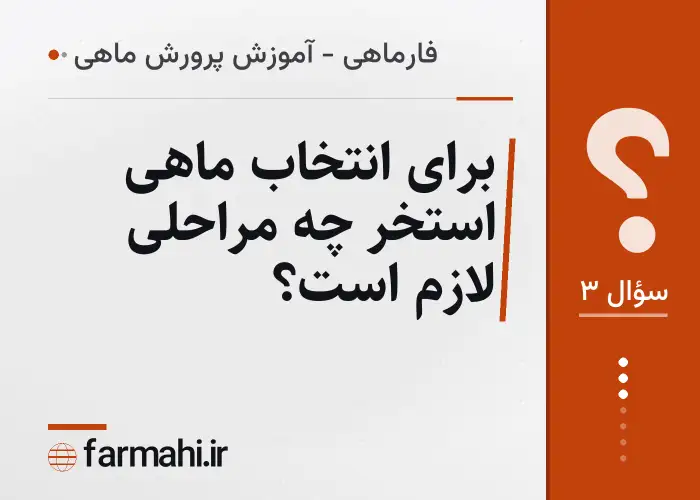 برای انتخاب ماهی استخر چه مراحلی لازم است؟