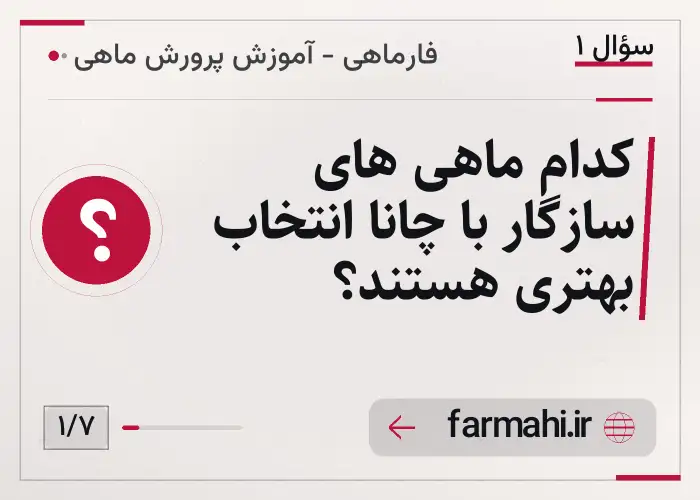 کدام ماهی های سازگار با چانا انتخاب بهتری هستند؟