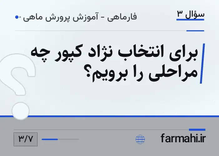 برای انتخاب نژاد کپور چه مراحلی را برویم؟