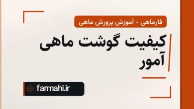 کیفیت گوشت ماهی آمور