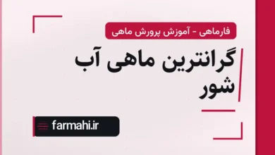 گرانترین ماهی آب شور