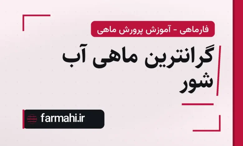 گرانترین ماهی آب شور