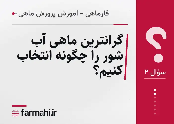 گرانترین ماهی آب شور را چگونه انتخاب کنیم؟