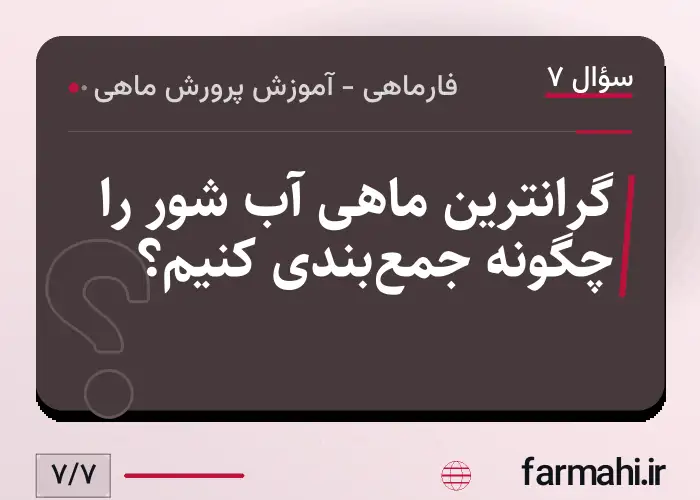 گرانترین ماهی آب شور را چگونه جمع‌بندی کنیم؟
