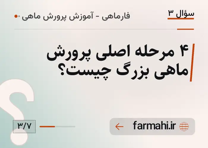 ۴ مرحله اصلی پرورش ماهی بزرگ چیست؟
